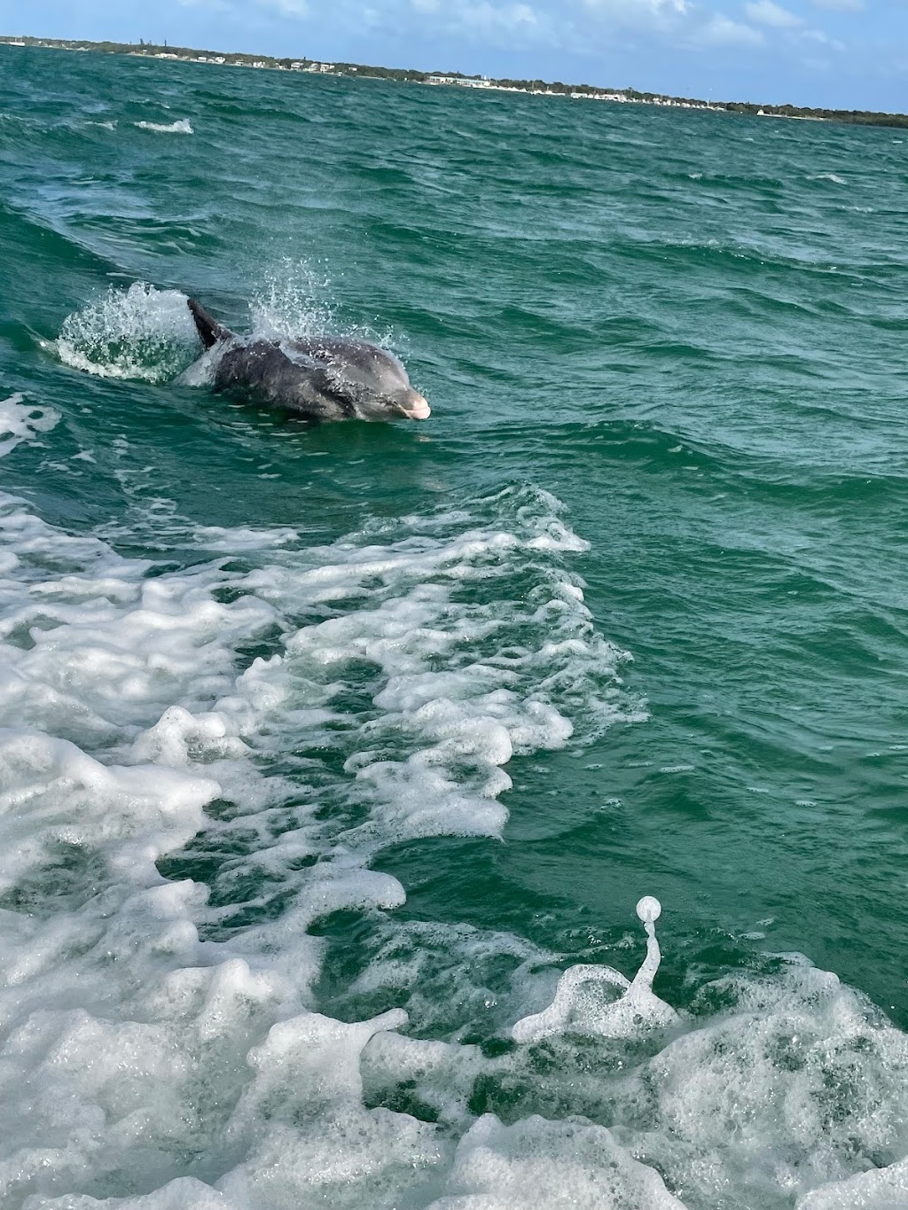 Family Fun Snorkeling, Sandbar, Ecotours, Sunset Cruise, Boat Tours | 85920 Overseas Hwy, Islamorada, FL 33036, USA | Phone: (305) 896-2915