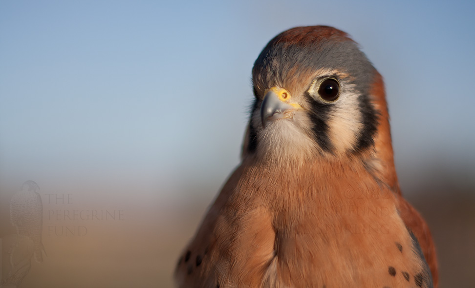 The Peregrine Funds World Center For Birds of Prey | 5668 W Flying Hawk Ln, Boise, ID 83709, USA | Phone: (208) 362-8687