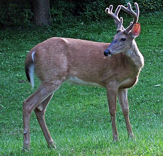 Loomacres Wildlife Management | 242 Hallenbeck Rd, Cobleskill, NY 12043, USA | Phone: (800) 243-1462