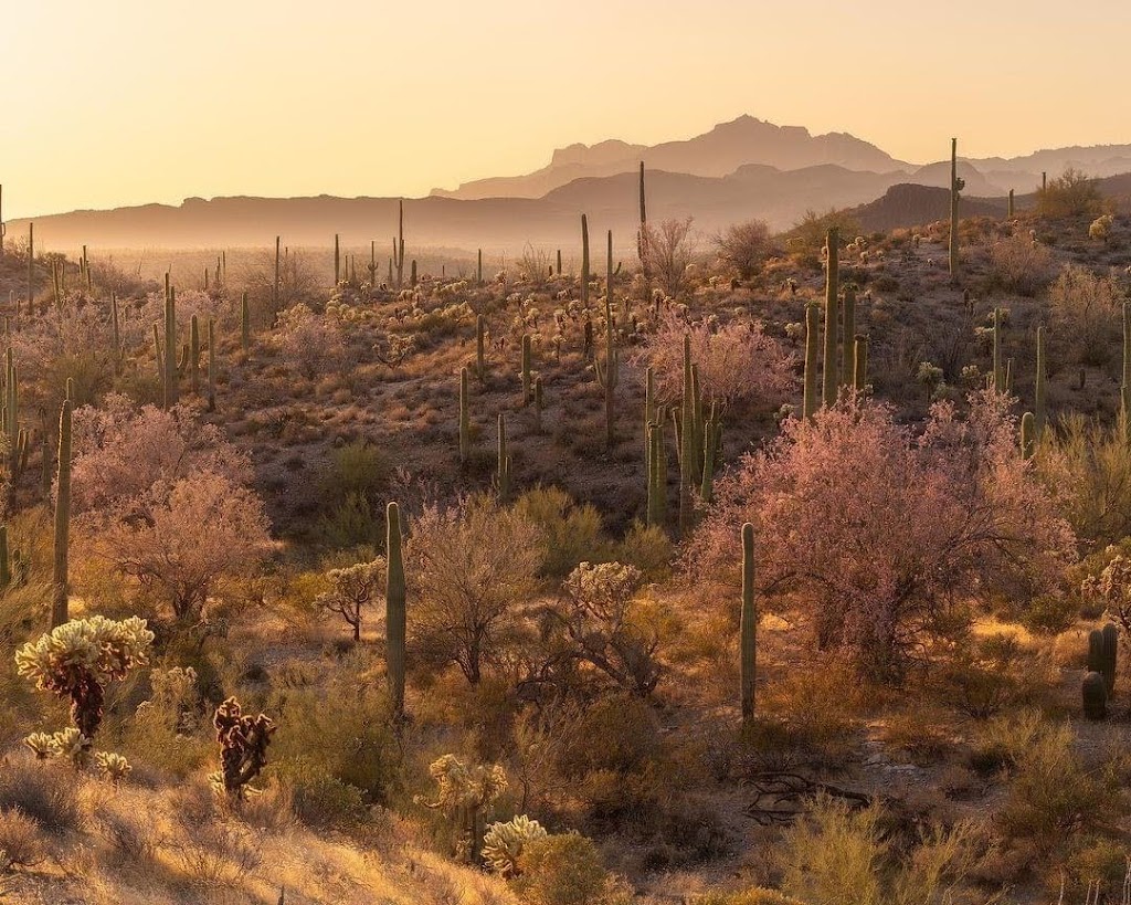 Cactus Hills Alpaca Farm | 40406 N 6th Ave, Phoenix, AZ 85086, USA | Phone: (503) 997-8120