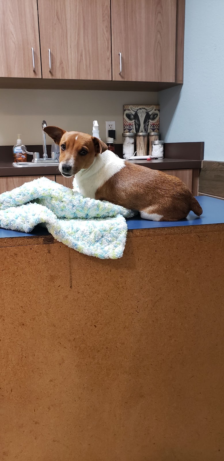 Heritage Veterinary Clinic | 4392 S FM 51, Decatur, TX 76234, USA | Phone: (940) 626-8284