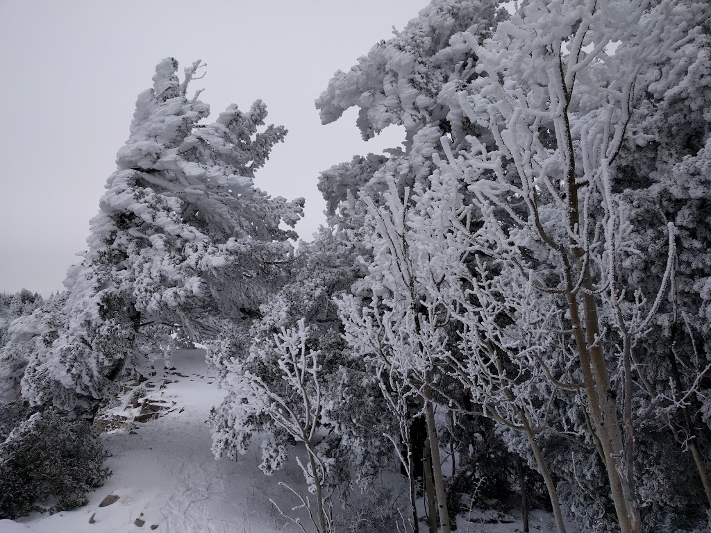 Ellis Trailhead | Sandia Crest Scenic Hwy, Cedar Crest, NM 87008, USA | Phone: (505) 281-3304