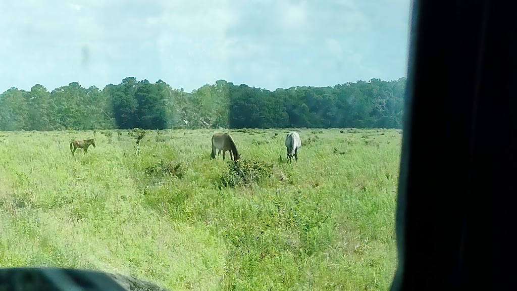 Cumberland Island National Seashore Visitor Center | 113 St Marys St W, St Marys, GA 31558, USA | Phone: (912) 882-4336