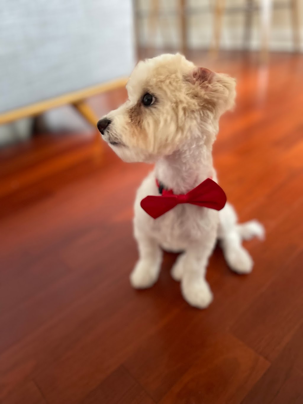 Rapawzel Dog Grooming & Day Care | 2589 Francis Lewis Blvd, Queens, NY 11358, USA | Phone: (718) 271-1229