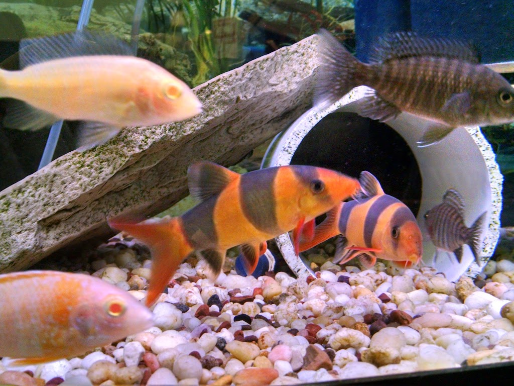 Blue Hook Aquatics (formerly Top Shelf) | 6949 Harrison Ave, Cincinnati, OH 45247, USA | Phone: (513) 443-4741