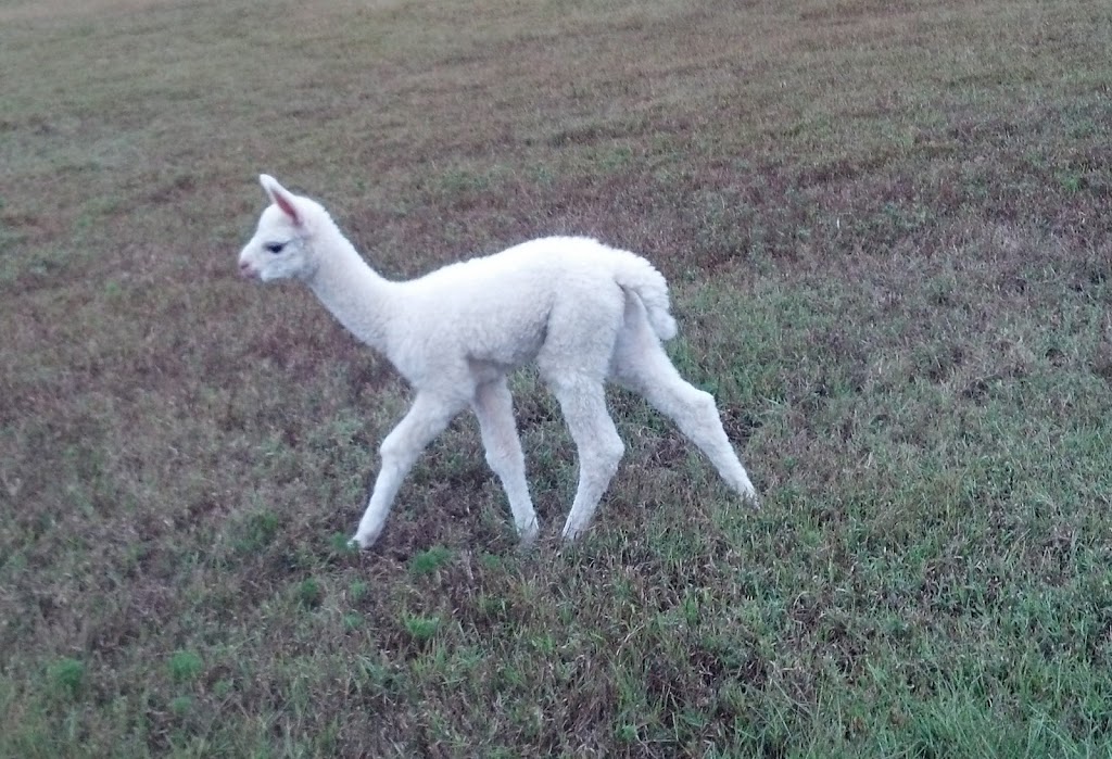 Alpacas at Cherry Run, LLC | 79 Vista Ridge Dr, Willow Spring, NC 27592 | Phone: (919) 622-0339