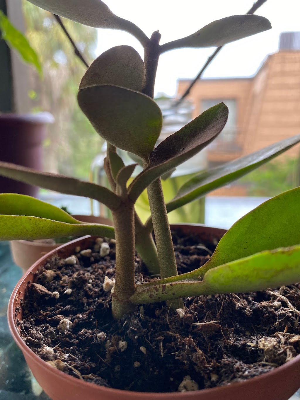 Central Florida PlantLife, LLC | 119 Moonstone Ct, Port Orange, FL 32129, USA | Phone: (386) 451-8348