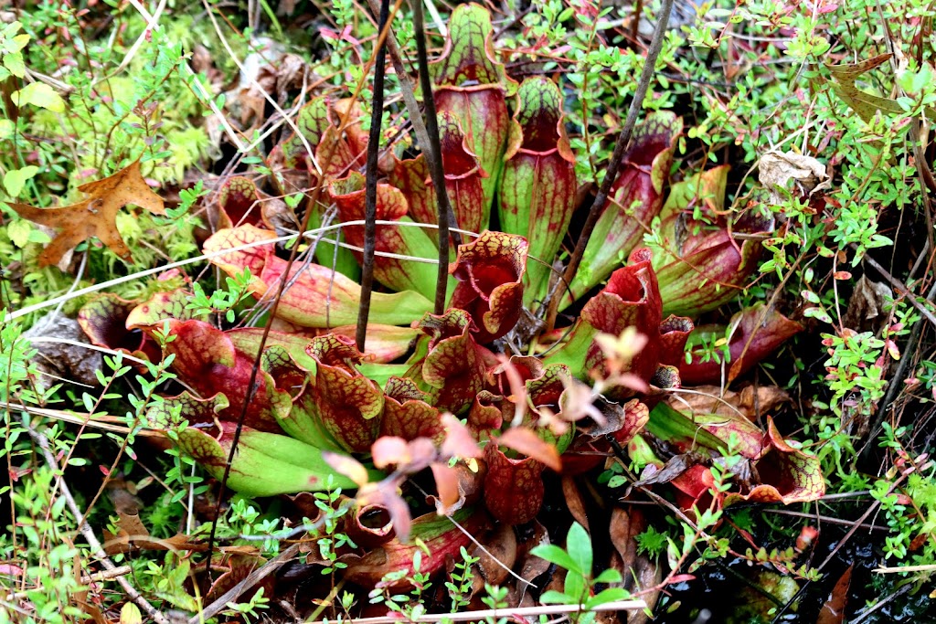 Triangle Lake Bog State Nature Preserve | Ravenna, OH 44266 | Phone: (240) 727-3330