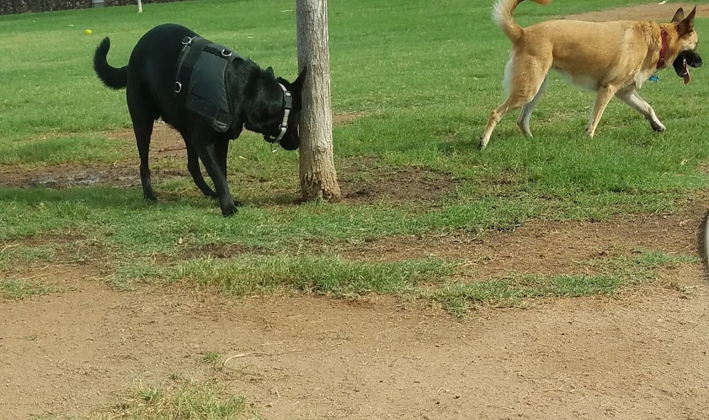 Hance Park Dog Park | 323 W Culver St, Phoenix, AZ 85003, USA | Phone: (602) 262-6011