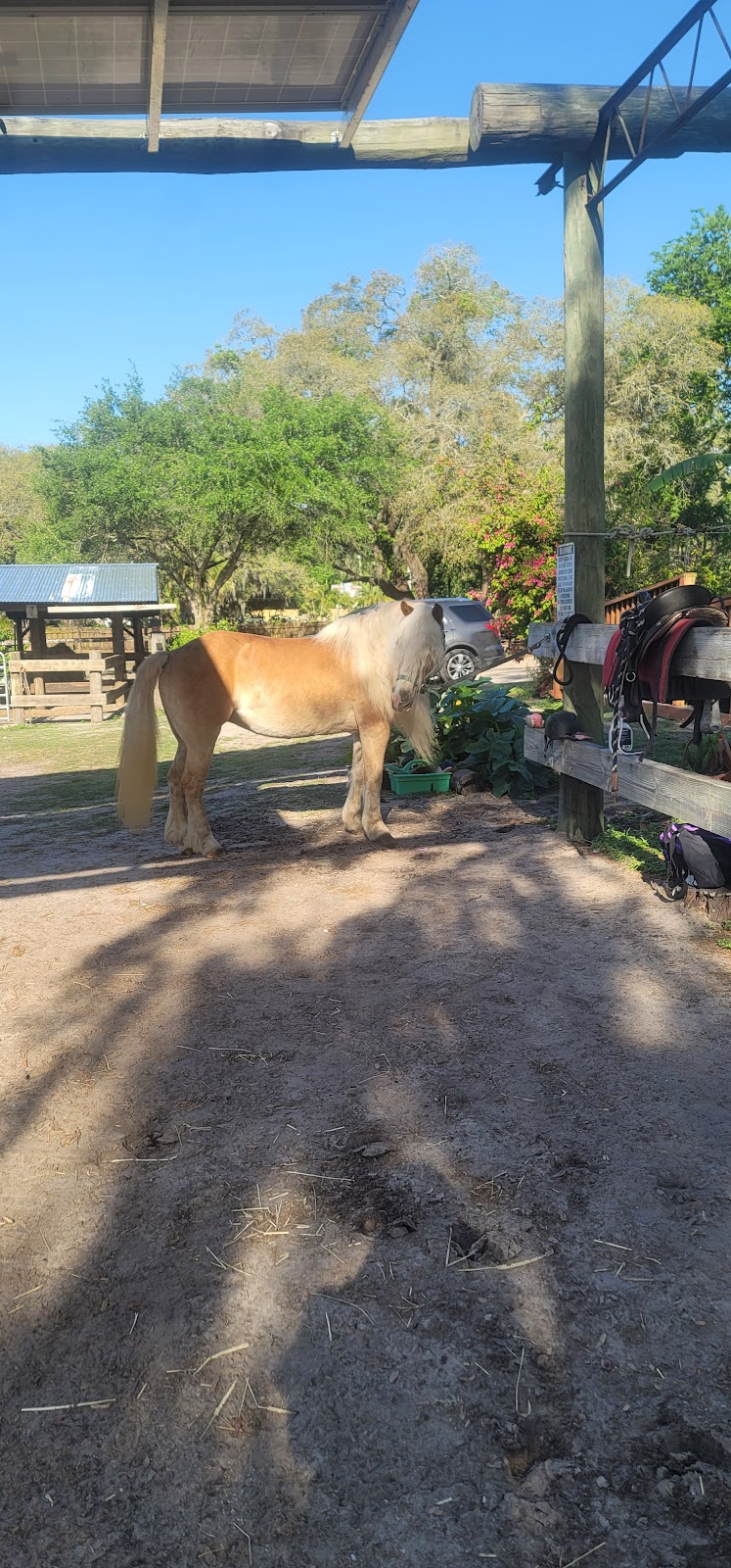 Rockin Horse Farm LLC | 8118 Plathe Rd, New Port Richey, FL 34653, USA | Phone: (727) 514-5261