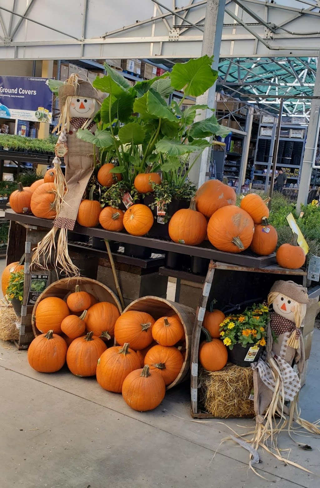 Lowes Garden Center | 4301 E University Dr, Prosper, TX 75078, USA | Phone: (469) 296-1261