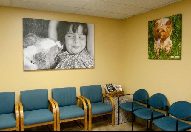 Valley Animal Hospital | 1830 Merriman Rd, Akron, OH 44313, USA | Phone: (330) 836-1971