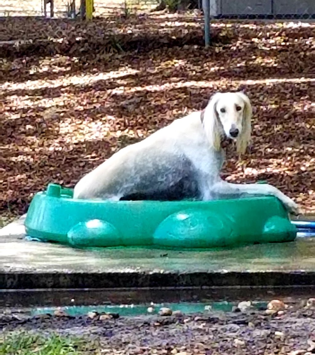 Letty Towles Dog Park | 2299 SE 32nd Ave, Ocala, FL 34470, USA | Phone: (352) 368-5517