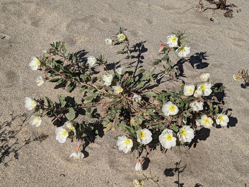 Desert Gardens - Anza-Borrego Desert State Park | Borrego Springs, CA 92004, USA | Phone: (760) 767-4205