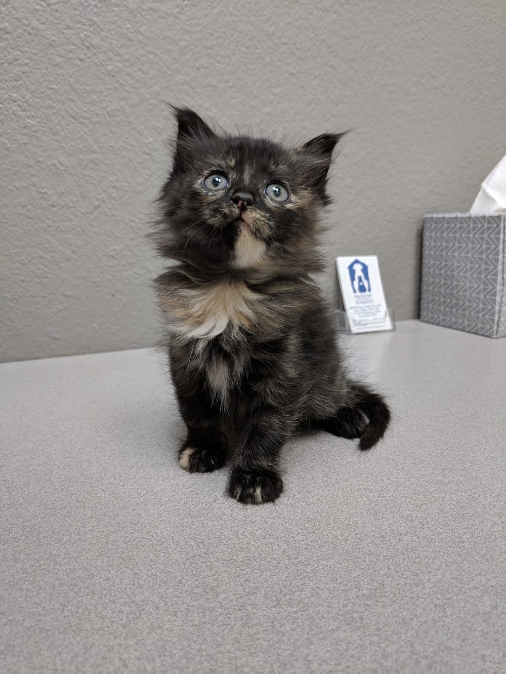 Melrose Veterinary Hospital | 1680 S Melrose Dr #104, Vista, CA 92081, USA | Phone: (760) 727-5151