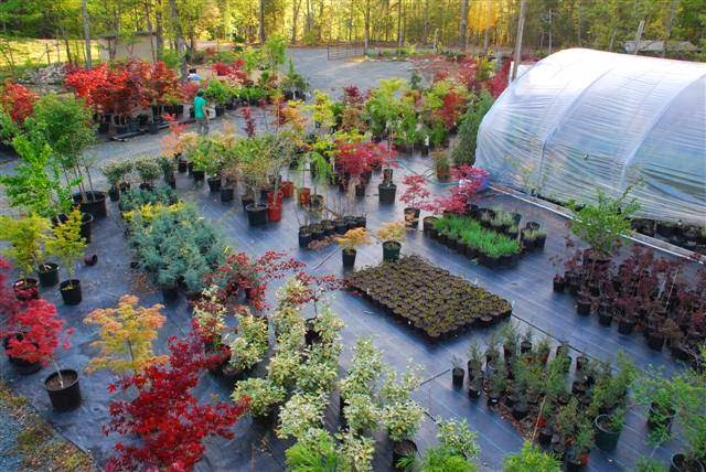 Get Rooted Plant Nursery and Garden Center | 2038 Crawford Dairy Rd, Chapel Hill, NC 27516, USA | Phone: (919) 357-3703