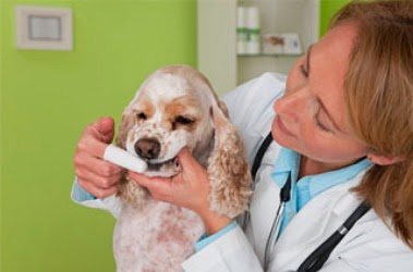 Freed Veterinary Hospital | 1250 N King St, Hampton, VA 23669 | Phone: (757) 723-6049