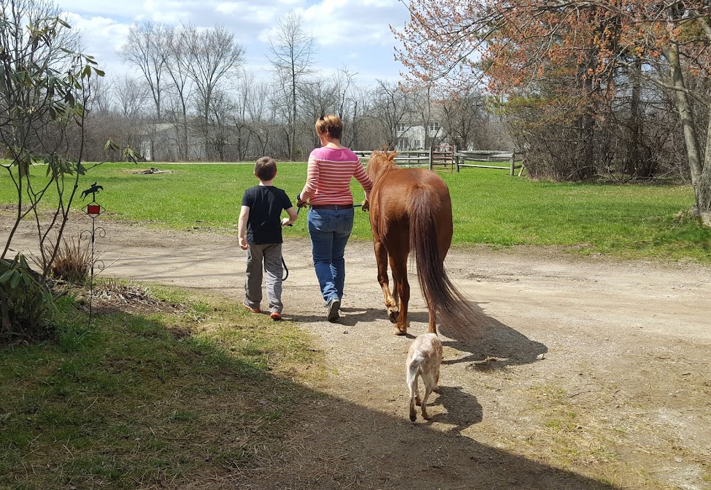 In Step With Horses | 9495 Stafford Rd, Chagrin Falls, OH 44023, USA | Phone: (440) 381-9555