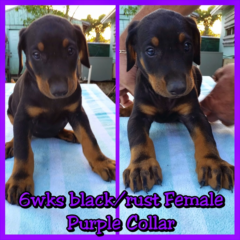 Doberman Pinscher Kennel | 15754 SW 300th Terrace, Homestead, FL 33033, USA | Phone: (305) 812-7227