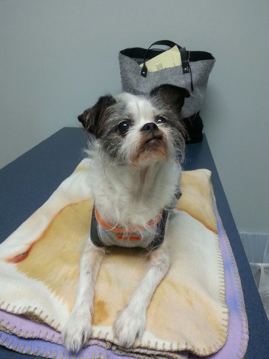 MedVet Mandeville | 2611 Florida St, Mandeville, LA 70448, USA | Phone: (985) 626-4862