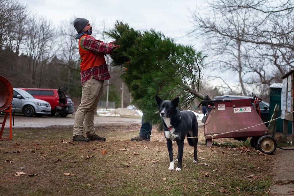 Rauh Christmas Tree Farm | 3001 N River Rd, Stow, OH 44224, USA | Phone: (330) 678-7474