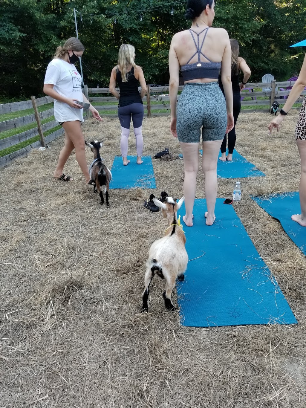 Goat Yoga Bham | 1441 Co Rd 277, Helena, AL 35080 | Phone: (205) 329-3701