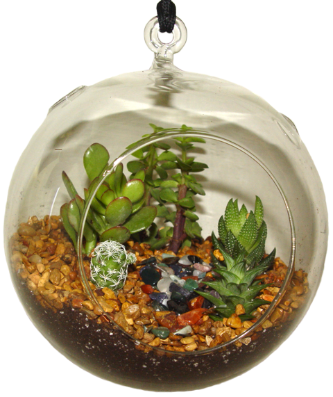 Succulent Garden Gifts | 816 Main St, Milford, OH 45150, USA | Phone: (513) 781-4774