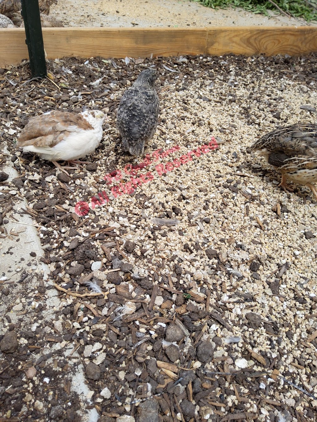 FB Quail and Koi Farm | 22713 Scotia Ln, Moreno Valley, CA 92557, USA | Phone: (951) 406-3884