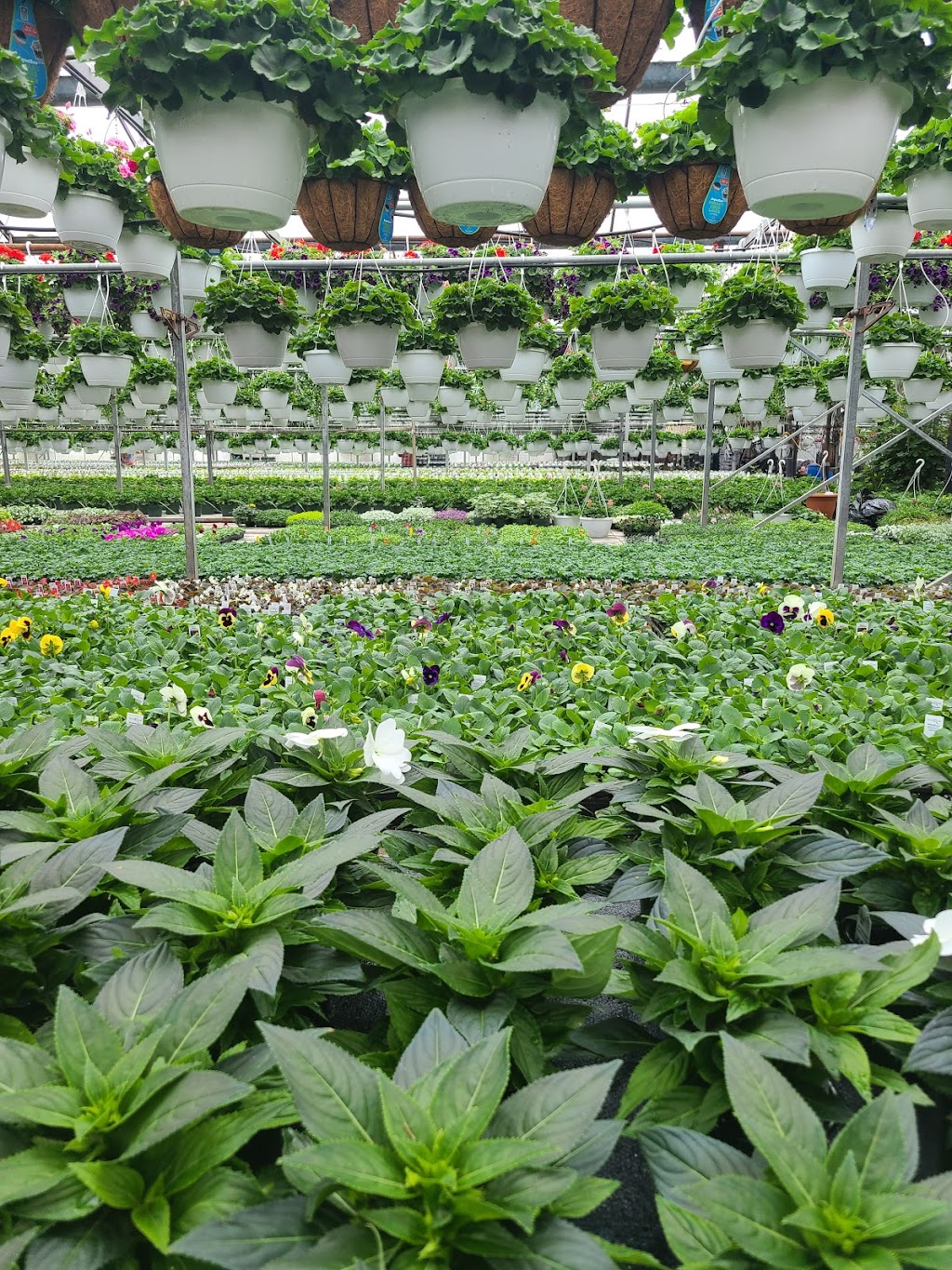 Valozes Greenhouse | 5 Grove Ln, Cohoes, NY 12047, USA | Phone: (518) 785-4343