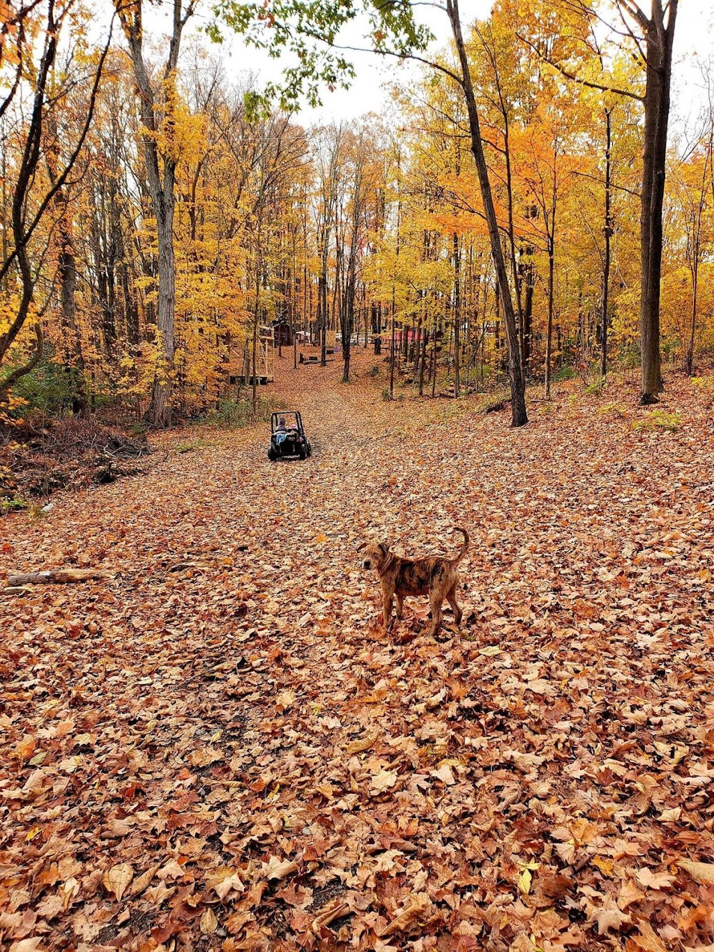 Shadow Hills Farm | 1546 Mahaffy Rd, Fort Edward, NY 12828, USA | Phone: (518) 232-7004