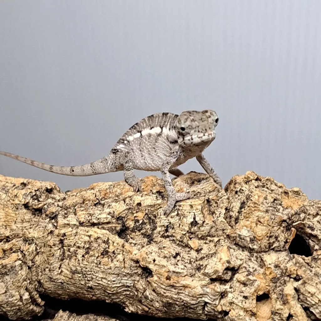Lazy Lizards Breeding | 9302 Binnacle Dr, Port Richey, FL 34668, USA | Phone: (727) 317-6662