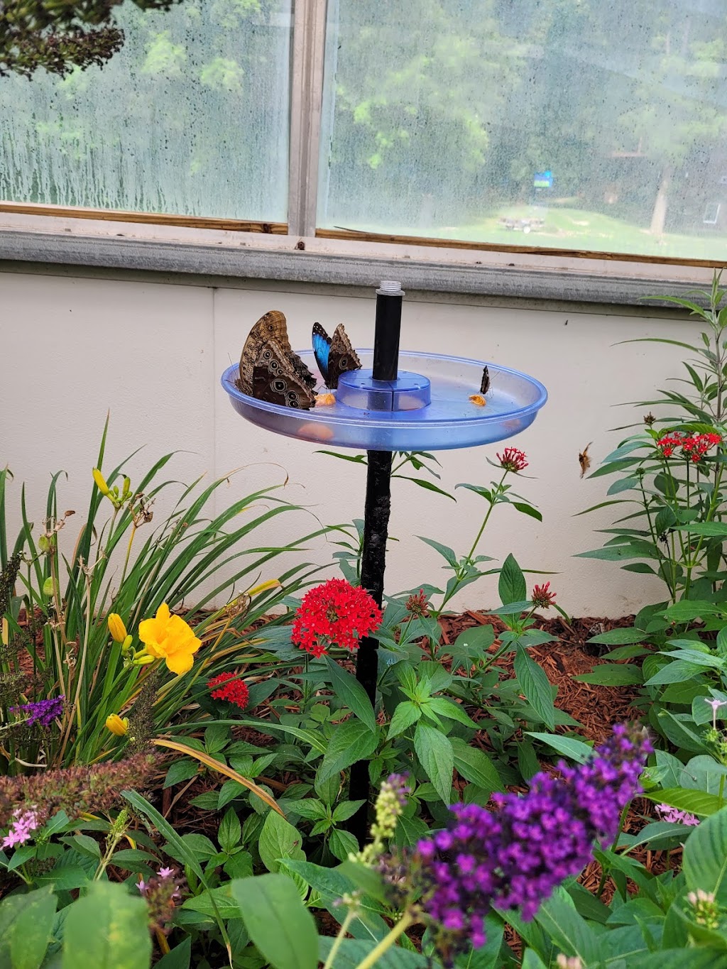Butterfly House | 979 Catawba Ave, Put-In-Bay, OH 43456, USA | Phone: (419) 285-2446