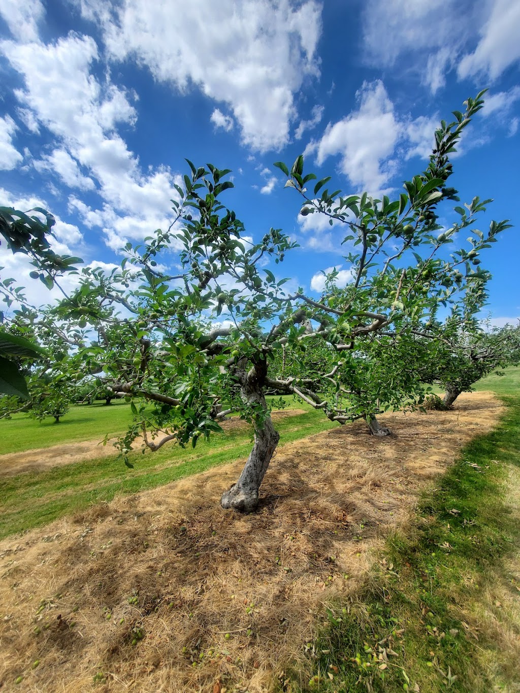 FIELDTREE FARMS | 3739 John St, Beamsville, ON L0R 1B1, Canada | Phone: (289) 690-3044