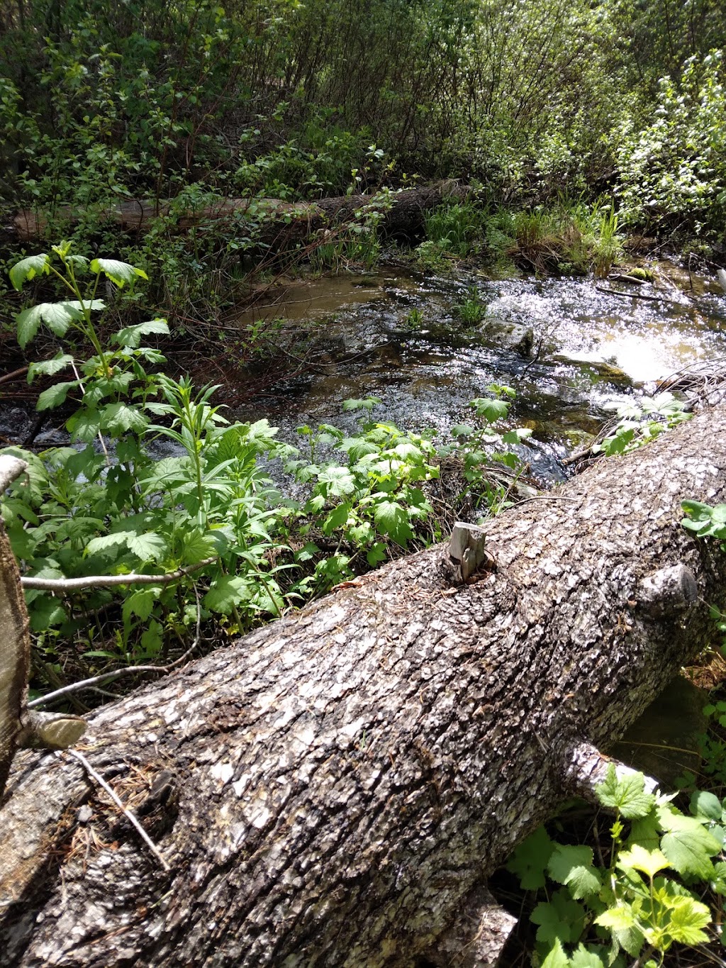 Ten Mile Campground | Boise National Forest, Forest Rd 025I, Idaho City, ID 83631, USA | Phone: (877) 444-6777