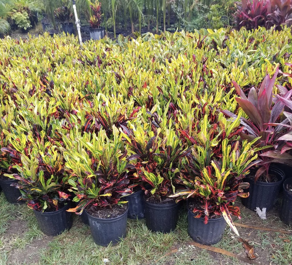 Ebenezer nursery & Landscaping services | 6635 S Orange Blossom Trail, Davenport, FL 33896 | Phone: (786) 402-0120