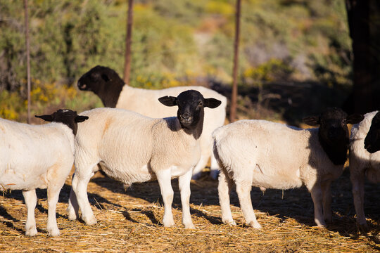 Holland Cattle Company at Holland Ranch - Grass-fed Beef and Lamb | 4400 Co Rd 340, Marble Falls, TX 78654, USA | Phone: (830) 385-2156