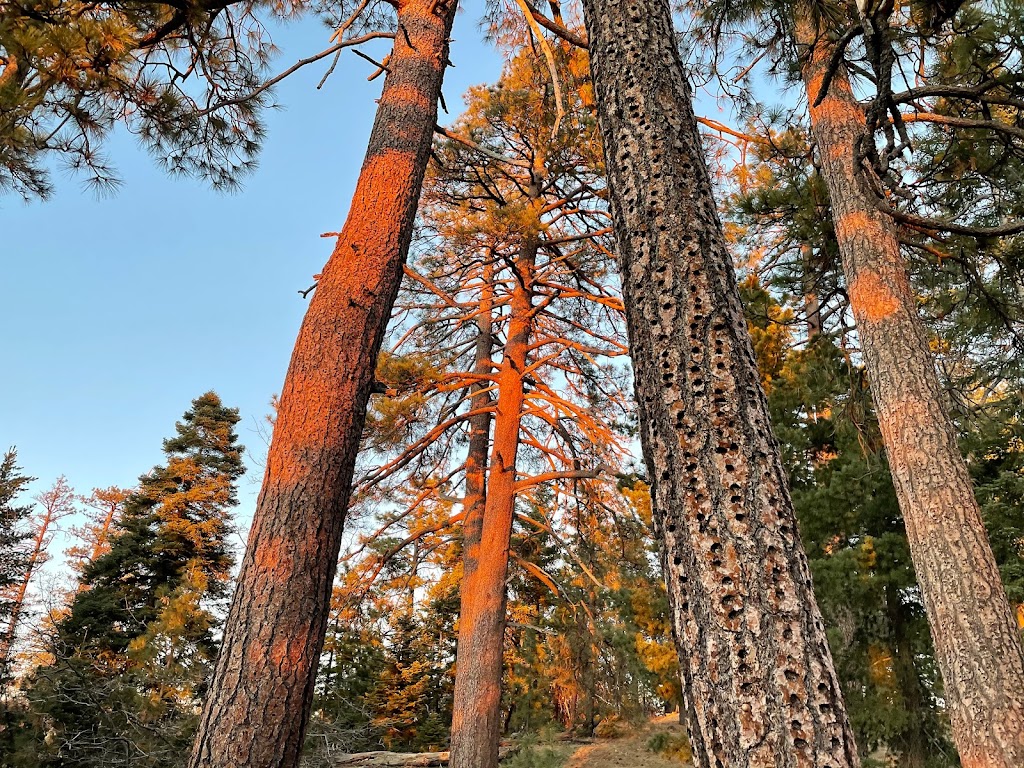Whispering Pines Trail 1E33 | 40949 CA-38, Angelus Oaks, CA 92305, USA | Phone: (909) 382-2882