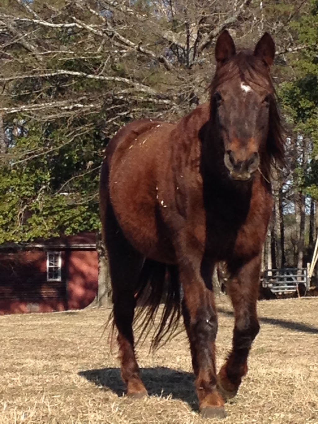 C 2 it Equine Therapy Ranch | 3231 Lenora Church Rd, Snellville, GA 30039 | Phone: (404) 731-2143