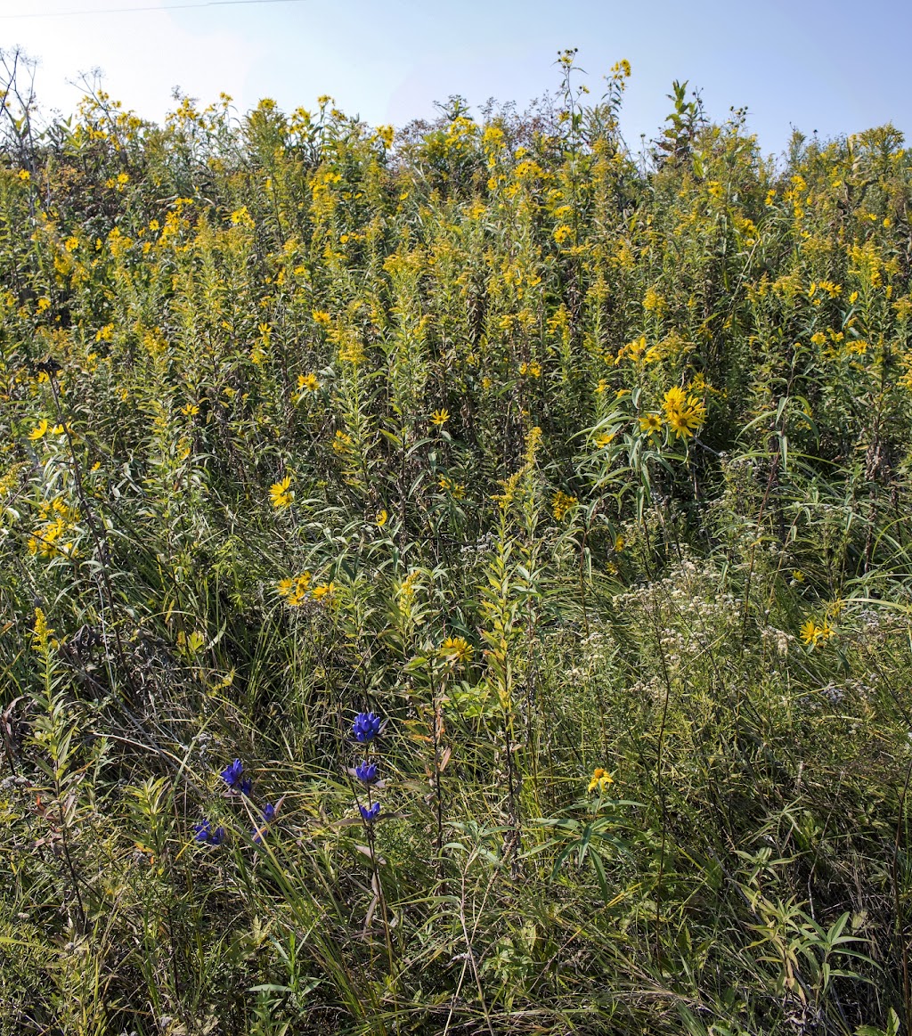 Kessler Railroad Prairie State Natural Area | Janesville, WI 53548, USA | Phone: (888) 936-7463