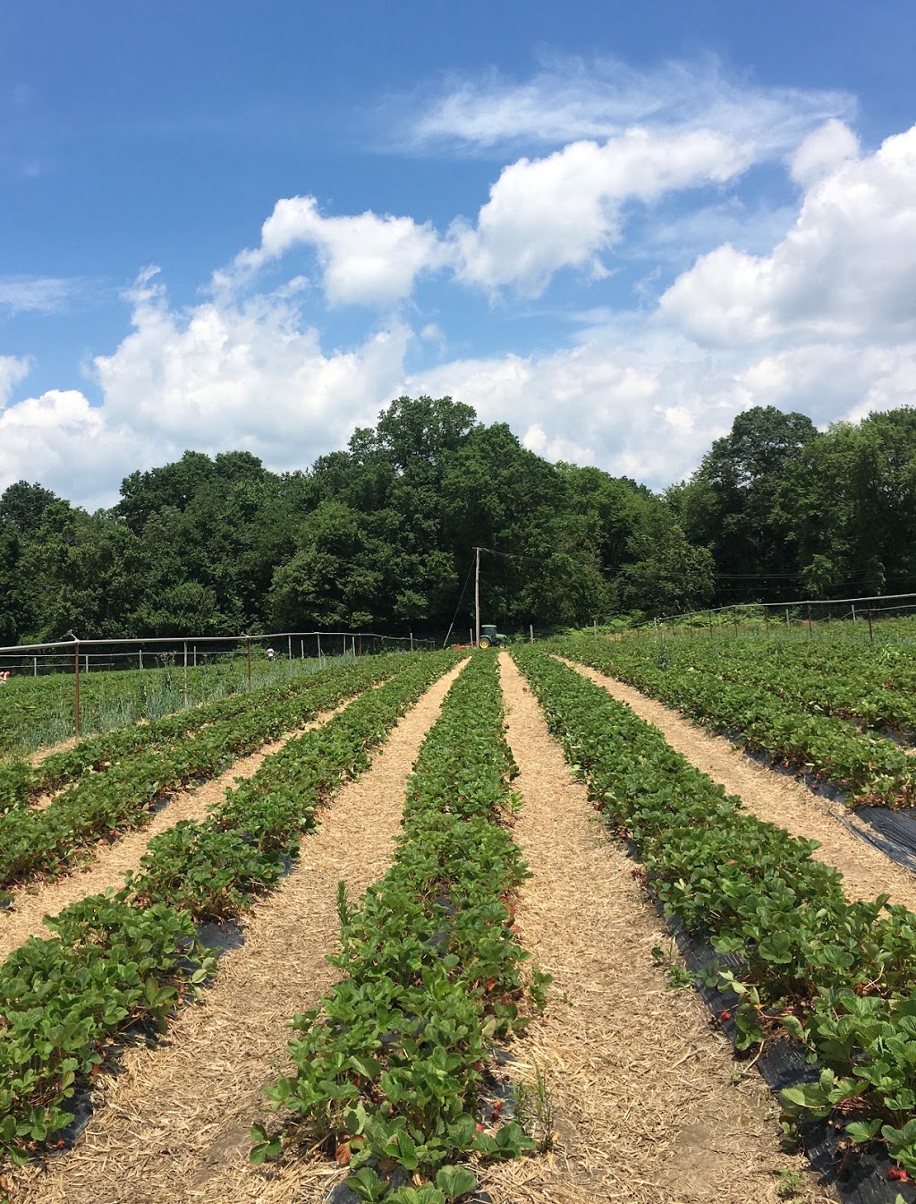 Farms View Roadstand | 945 Black Oak Ridge Rd, Wayne, NJ 07470, USA | Phone: (973) 839-1212