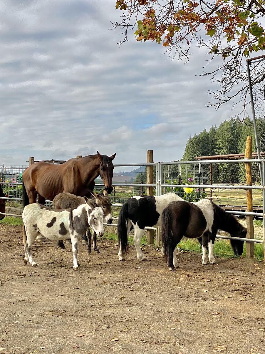 Helping Hands Healing Sanctuary | 17250 NE Lewis Rogers Ln, Newberg, OR 97132, USA | Phone: (805) 551-6336