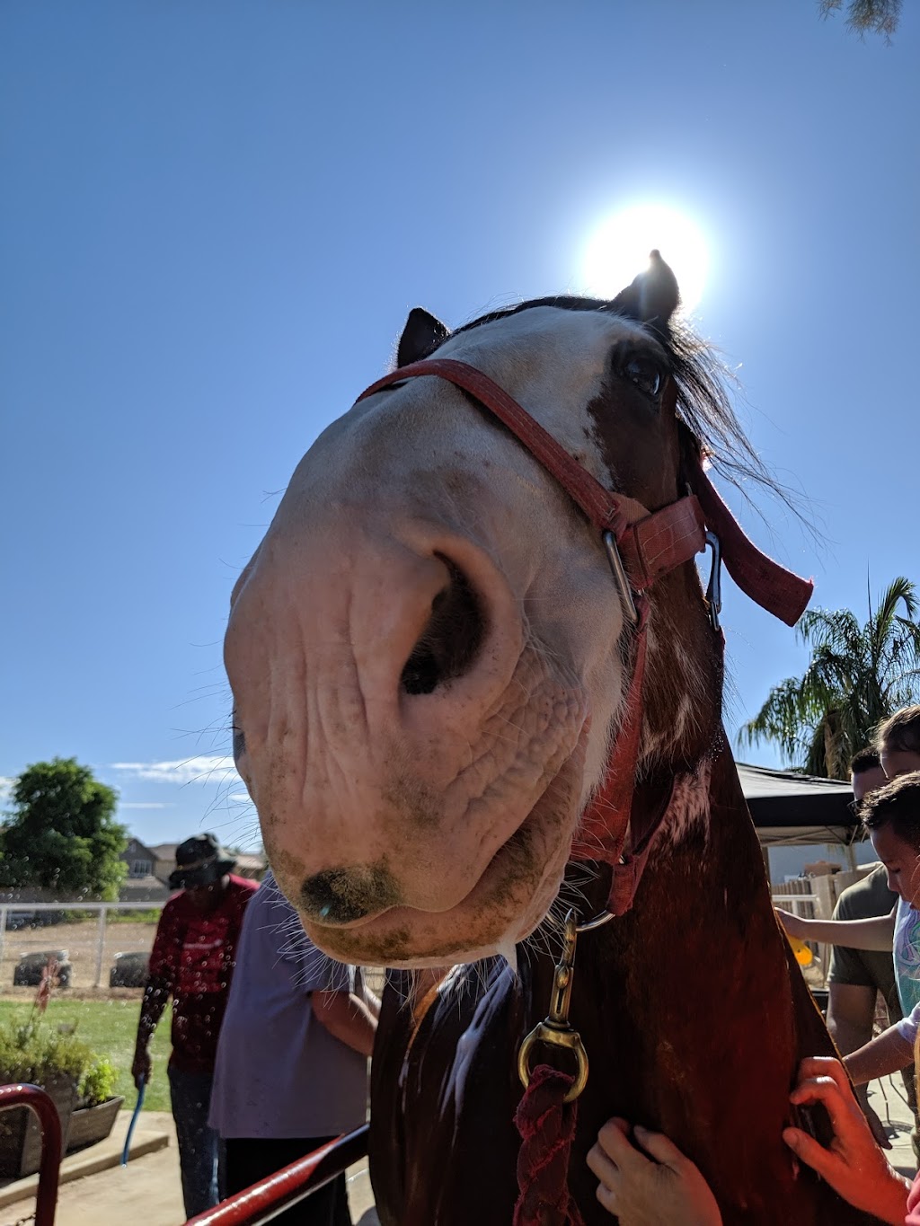 Clydesdale Preservation Trust | 17208 E Saragosa St, Gilbert, AZ 85295, USA | Phone: (602) 803-4051