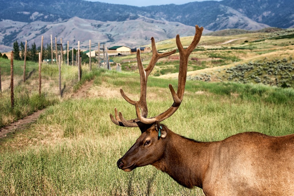 Timber Butte Elk Ranch | 104 Brownlee Rd, Horseshoe Bend, ID 83629, USA | Phone: (208) 789-0493