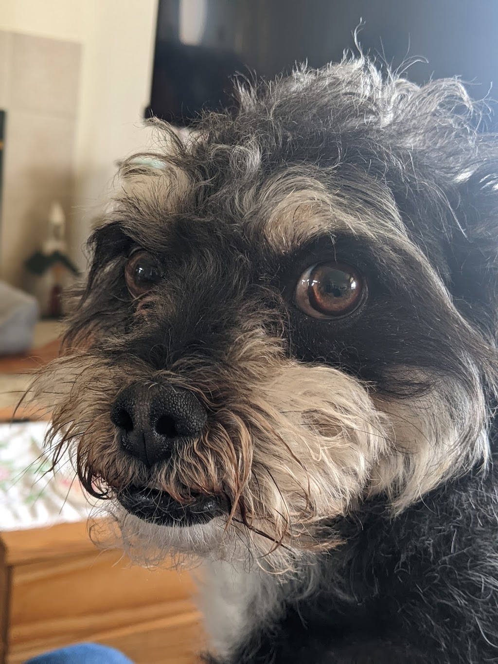 South Main Veterinary Hospital | 6 Main St, Sutter Creek, CA 95685, USA | Phone: (209) 560-9142