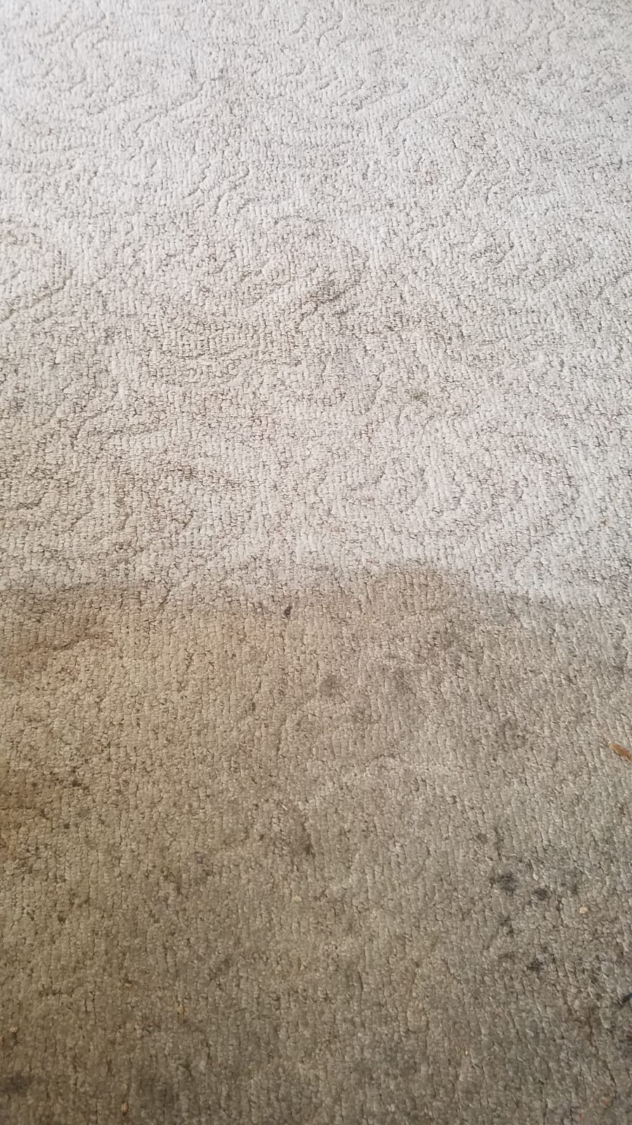 Jorges Carpet Cleaning & Auto Detail | 301 E 16th St, Schuyler, NE 68661, USA | Phone: (402) 350-5573