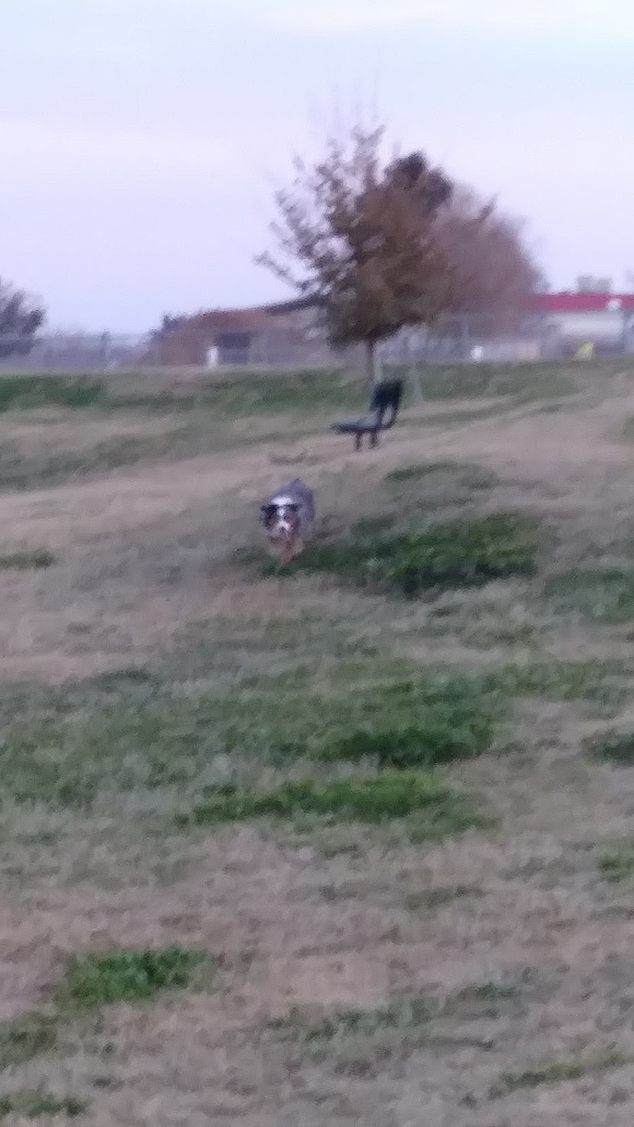 Porterville Dog Park | 2075 W Scranton Ave, Porterville, CA 93257, USA | Phone: (559) 791-7695