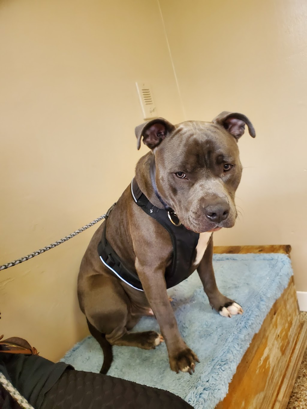 Ricker Michael DVM | 701 E Call St, Starke, FL 32091, USA | Phone: (904) 964-3906