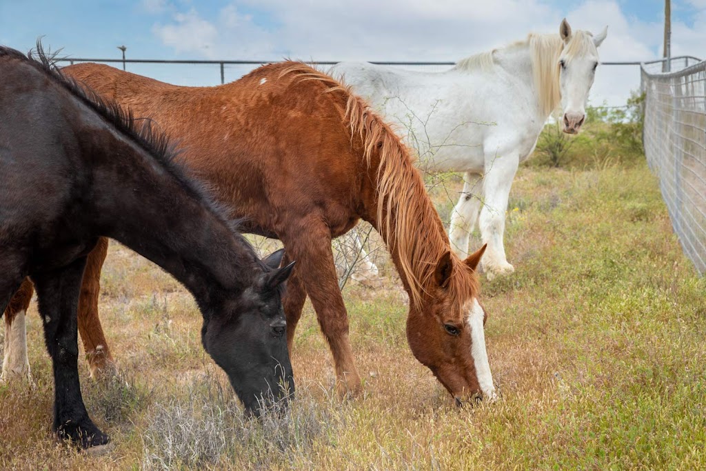 The Meadows Adolescent Center | 28331 Rocking Horse Ln, Morristown, AZ 85342, USA | Phone: (866) 549-0299