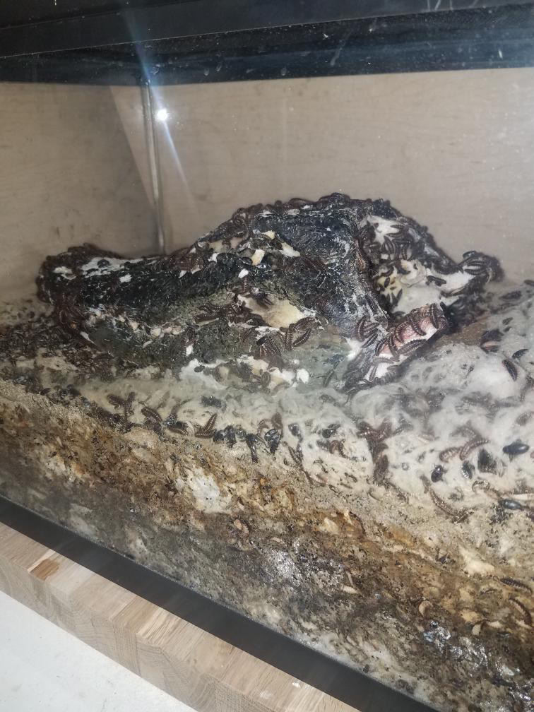 Talias Beetle Bugs | 3544 View St, Bakersfield, CA 93306, USA | Phone: (661) 332-2099