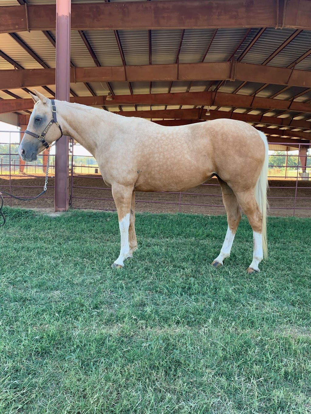 Younger Stables and Arena | 809 Younger Ranch Rd, Azle, TX 76020, USA | Phone: (817) 773-1479